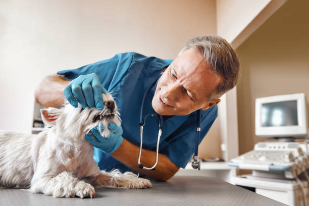 Best Cosmetic Emergency Dentistry in Swannanoa, NC
